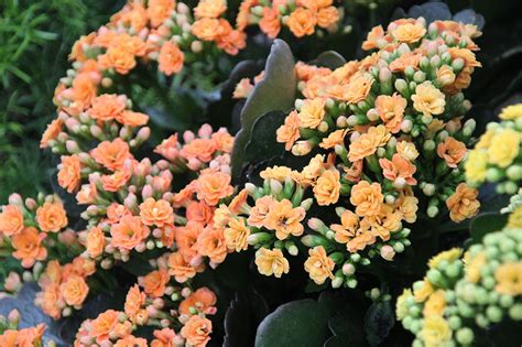 家樂花風水|袁晓辉 Rita : 家樂花 Kalanchoe (迦藍菜)